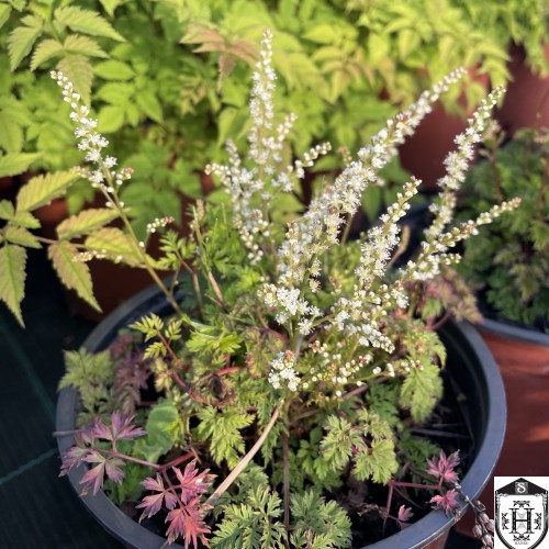 Aruncus aethusifolius - Korea kitseenelas